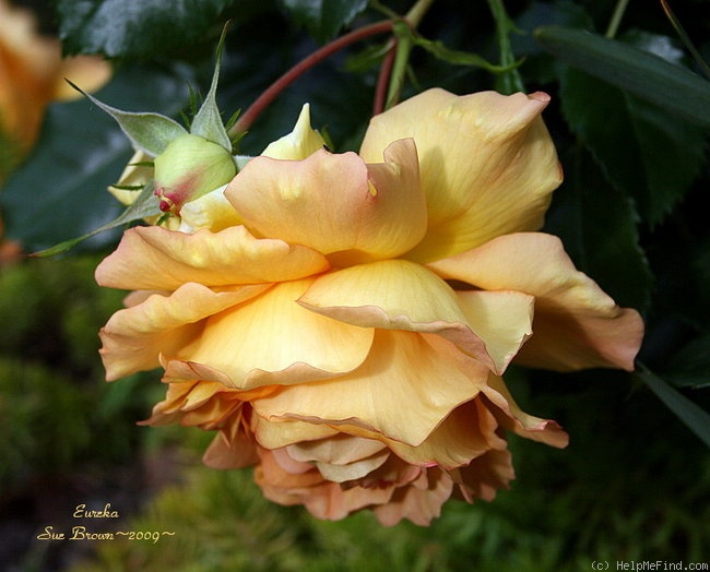 'Eureka ™ (floribunda, Kordes 2002)' rose photo