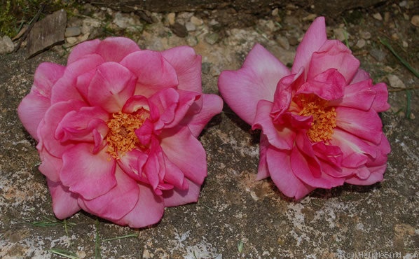 'Duke of York' rose photo