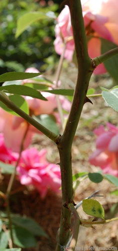 'Duke of York' rose photo