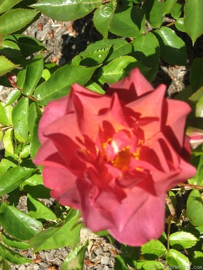 'Cinco de Mayo™ (Floribunda, Carruth, 2006)' rose photo