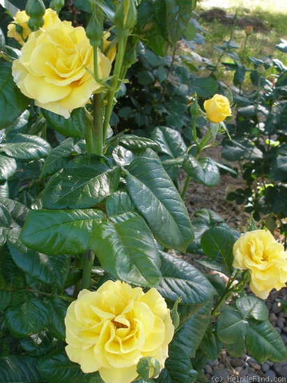 'Toprose' rose photo