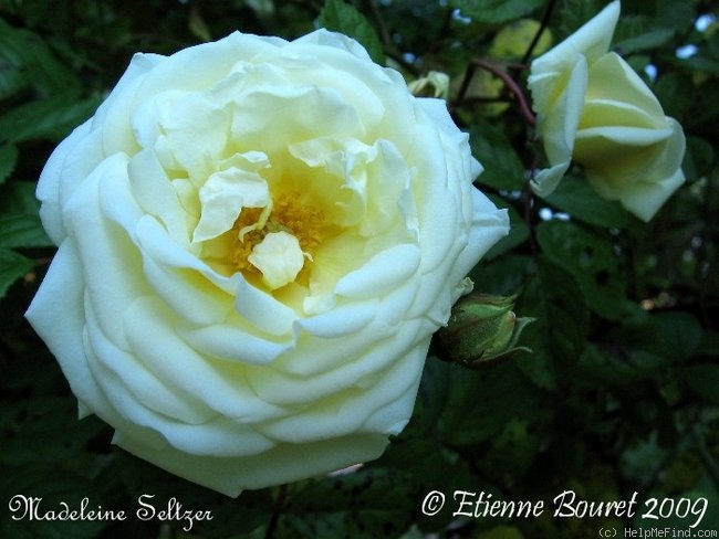 'Madeleine Seltzer' rose photo
