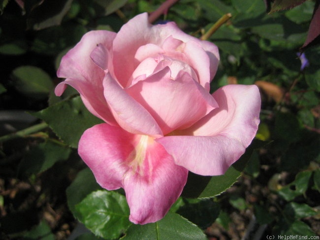 'Miss Agnes C. Sherman' rose photo