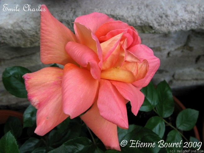 'Émile Charles' rose photo