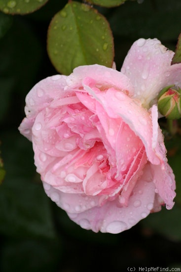 'Pink Gruss an Aachen (floribunda, Kluis, 1929)' rose photo