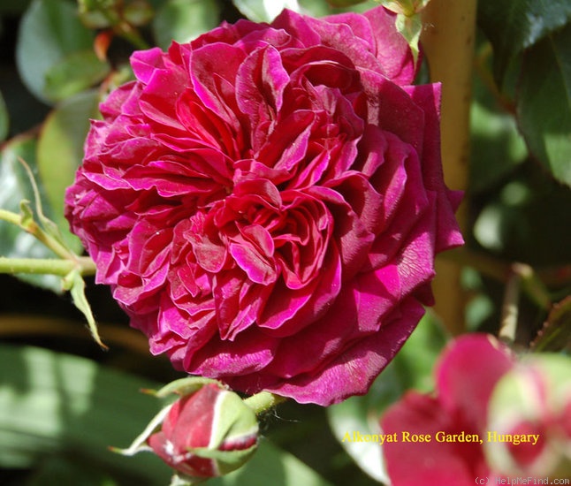 'Falstaff' rose photo