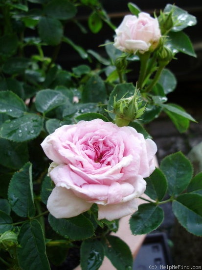 'Ville de Toulouse' rose photo