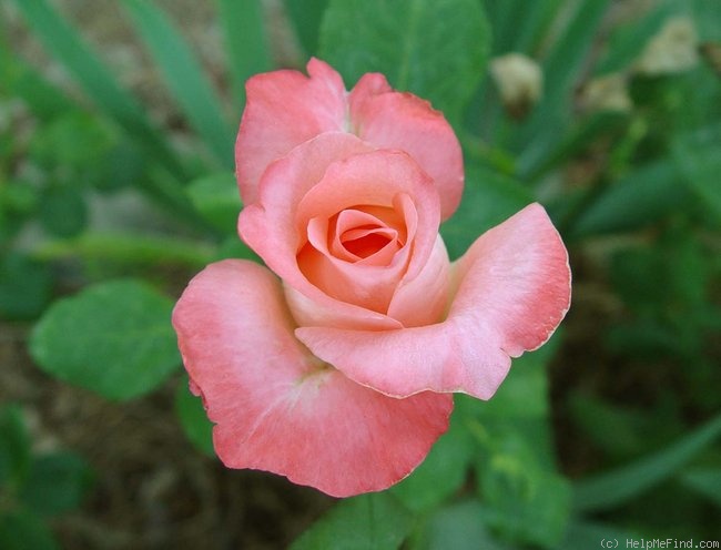 'Corina' rose photo
