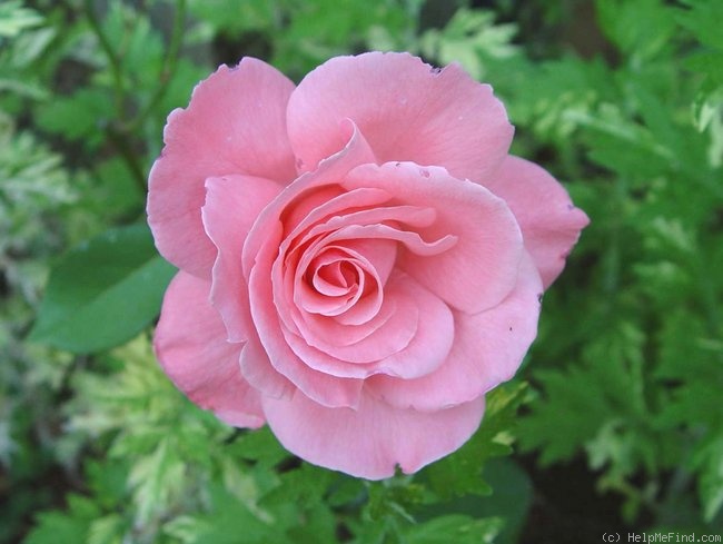 'Elsa Knoll' rose photo