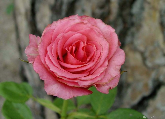 'Mondiale ®' rose photo