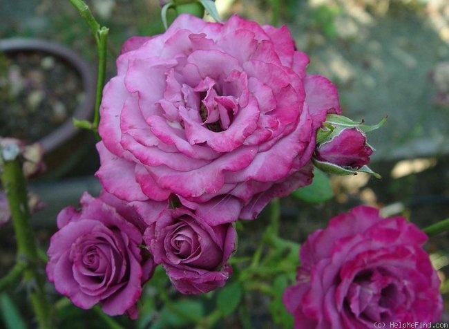 'Spellcaster' rose photo