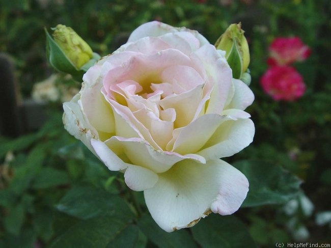 'Wedding Song' rose photo