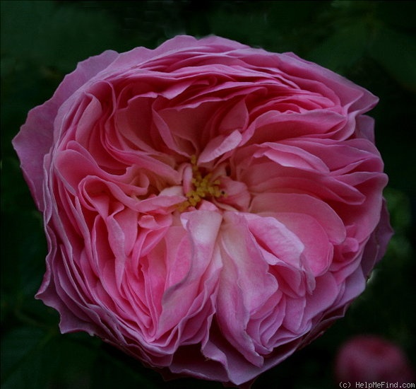 'Mayor of Casterbridge' rose photo