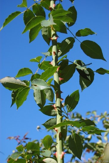 'Climbing Devoniensis' rose photo