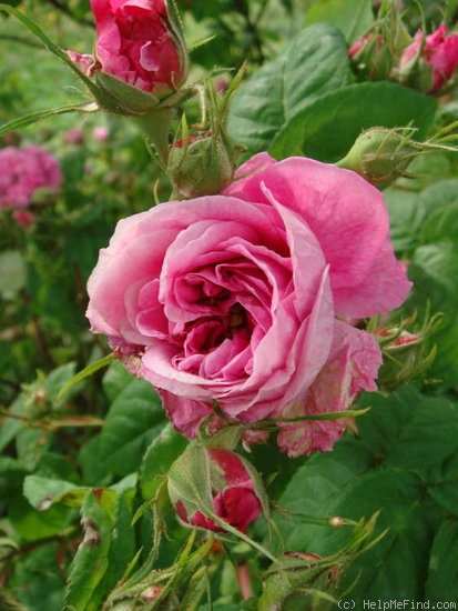 'Gaspard Monge (centifolia, Robert, 1854)' rose photo