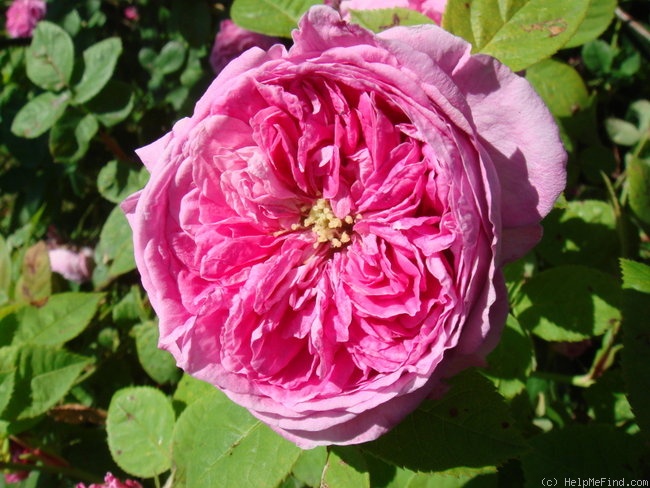 'Gaspard Monge (centifolia, Robert, 1854)' rose photo