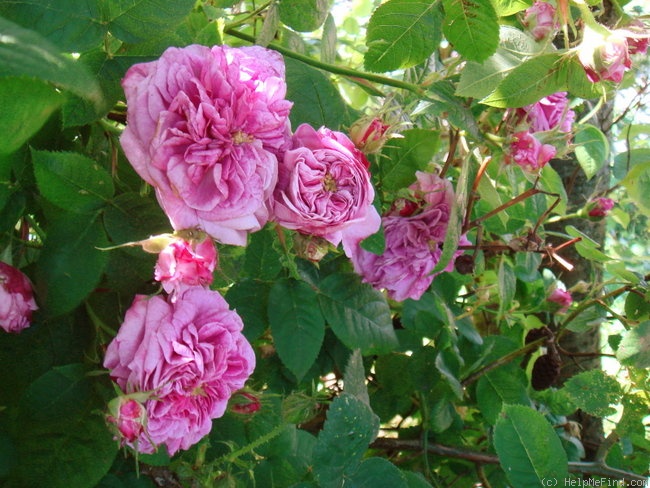 'Gaspard Monge (centifolia, Robert, 1854)' rose photo
