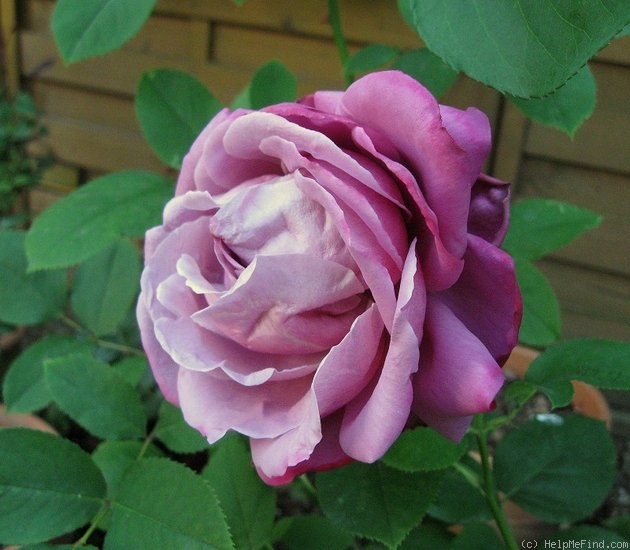'Blue Lagoon' rose photo