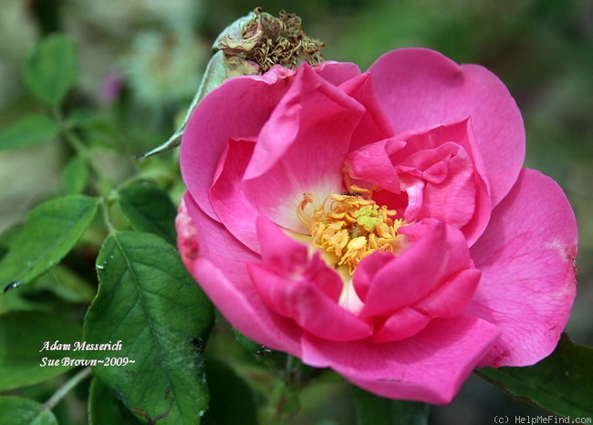 'Adam Messerich (Bourbon, Lambert, 1920)' rose photo