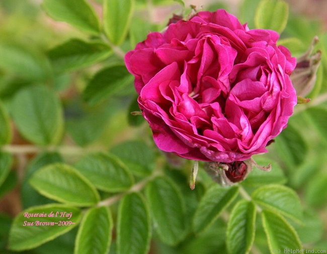'Roseraie de l'Haÿ' rose photo