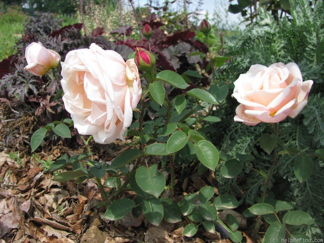 'Mrs. Ambrose Riccardo' rose photo