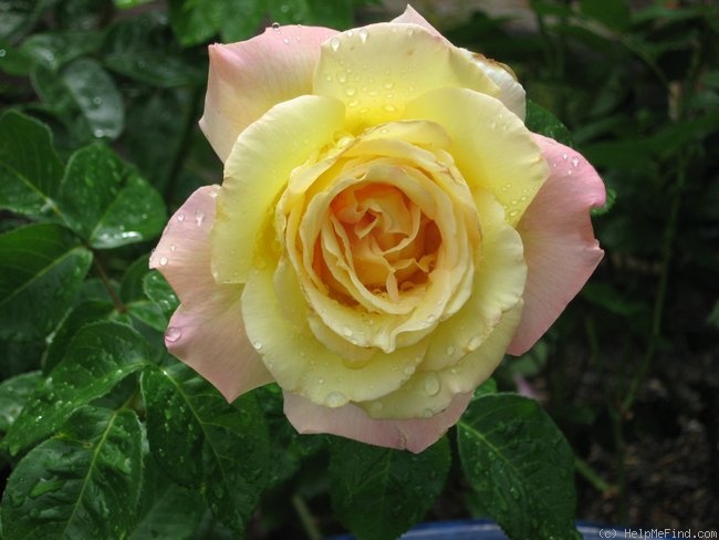 'Peace (hybrid tea, Meilland 1935)' rose photo