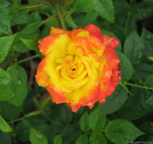 'Rainbow Sunblaze ®' rose photo