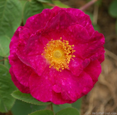 'Alain Blanchard (hybrid gallica, Vibert, 1839)' rose, click to enlarge 'Alain Blanchard (hybrid gallica, Vibert, 1839)' rose photo