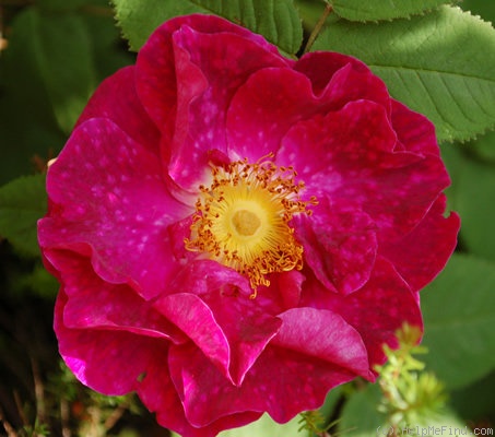 'Alain Blanchard (hybrid gallica, Vibert, 1839)' rose, click to enlarge 'Alain Blanchard (hybrid gallica, Vibert, 1839)' rose photo