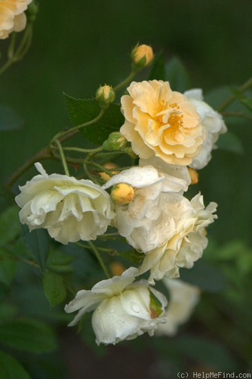 'Ghislaine de Féligonde' rose photo