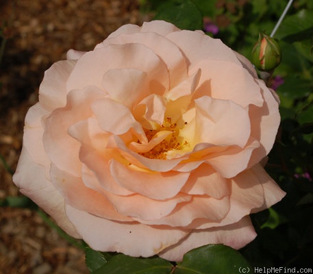'Apricot Nectar' rose photo