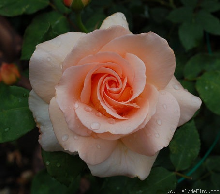 'Apricot Nectar' rose photo