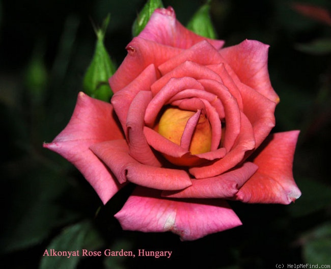 'Incognito (miniature, Bridges, 1995)' rose photo