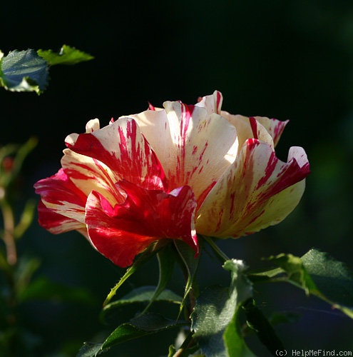 'Edgar Degas ®' rose photo