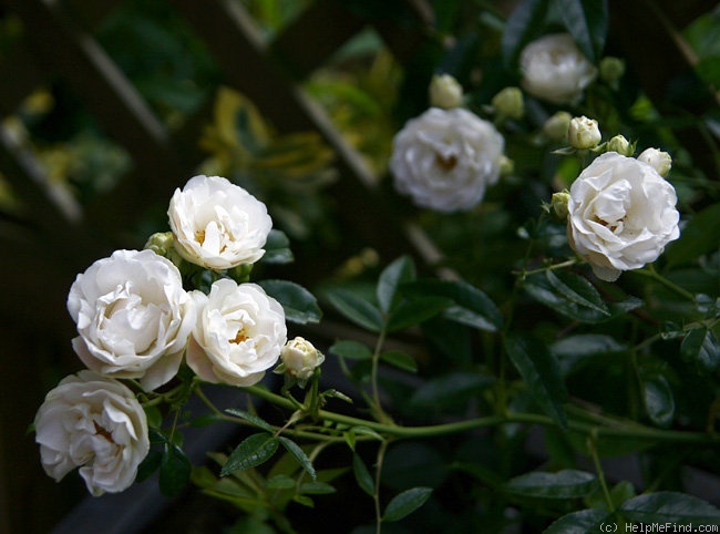 'Muttertag Weiss' rose photo