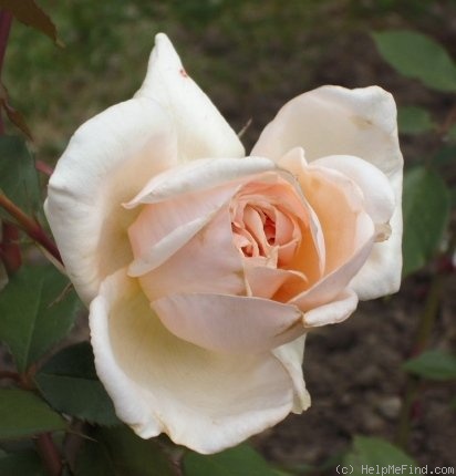 'Comtesse de Noghera' rose photo