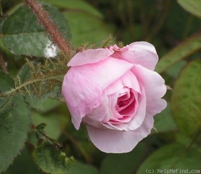 'Centifolia Muscosa' rose photo