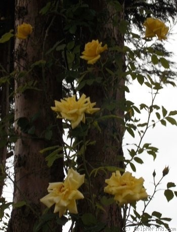 'Golden Glow (climber, Brownell, 1937)' rose photo