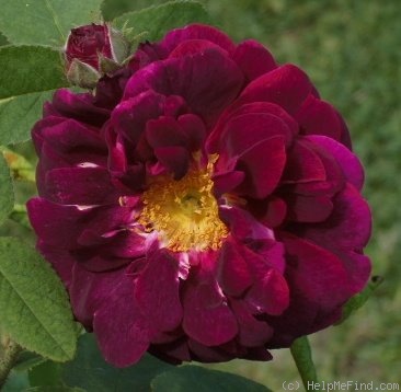 'Haddington' rose photo