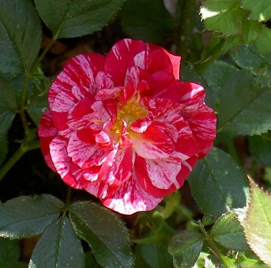 'Rockin' Robin™' rose photo