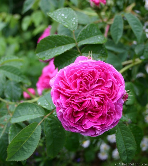 'Belle Herminie (gallica, Coquerel, pre 1829)' rose photo