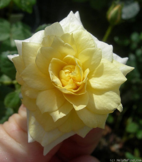 'ARBXGOBDOB' rose photo