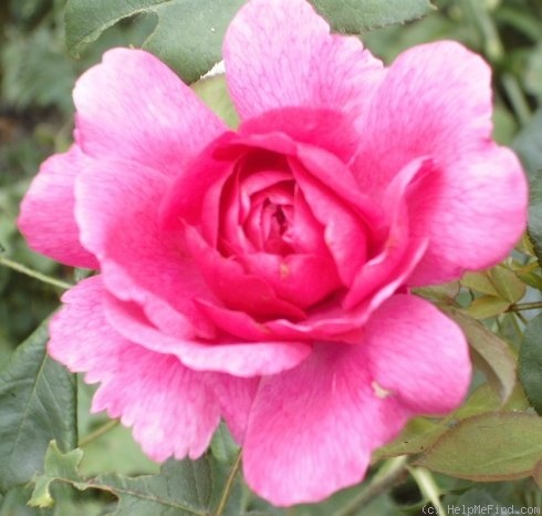 'Noble Anthony' rose photo