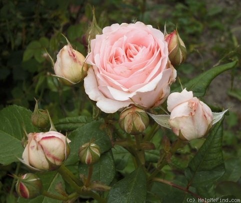 'Clair Renaissance ™' rose photo