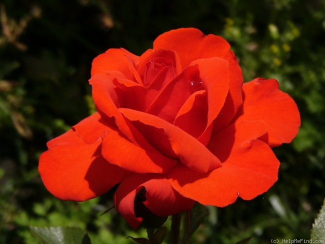 'Brillant (shrub, Kordes, 1983)' rose photo
