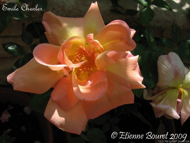 'Émile Charles' rose photo