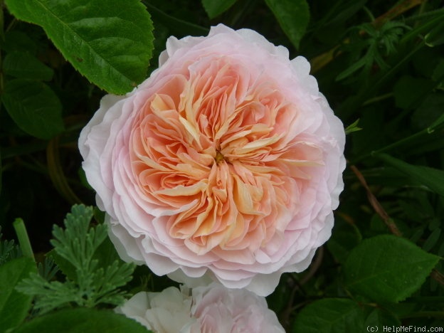 'Marianne (gallica, Barden 2001)' rose photo