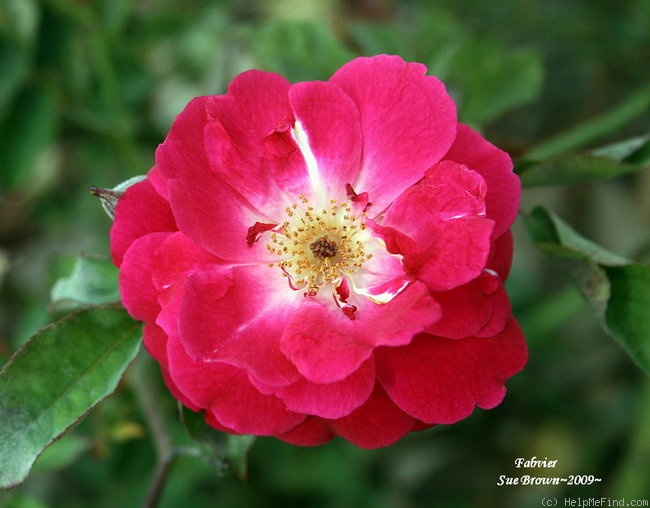 'Fabvier' rose photo