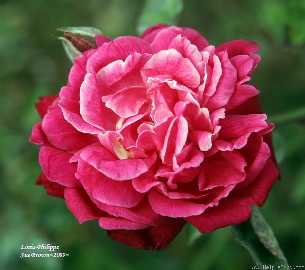 'Louis Philippe d'Angers' rose photo