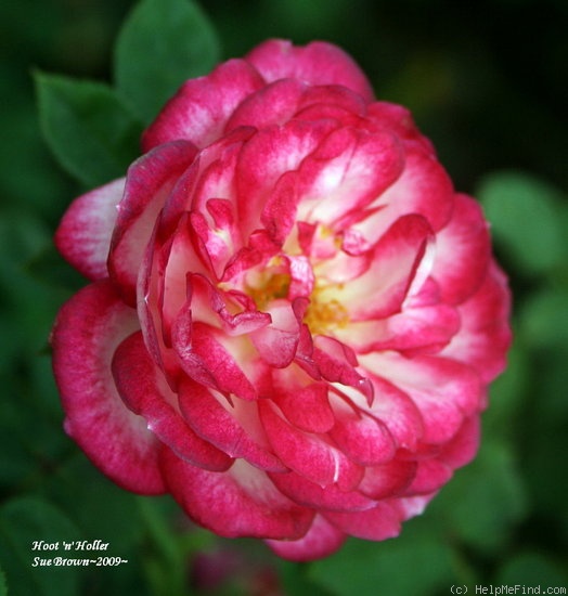 'Hoot 'n' Holler' rose photo